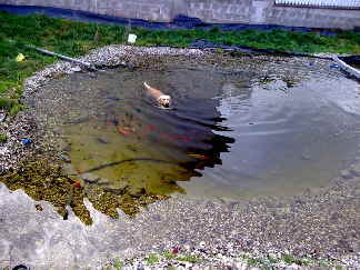 Teich in Bearbeitung Teichbau